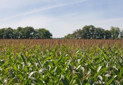 Corn Field in the San Joaquin Valley